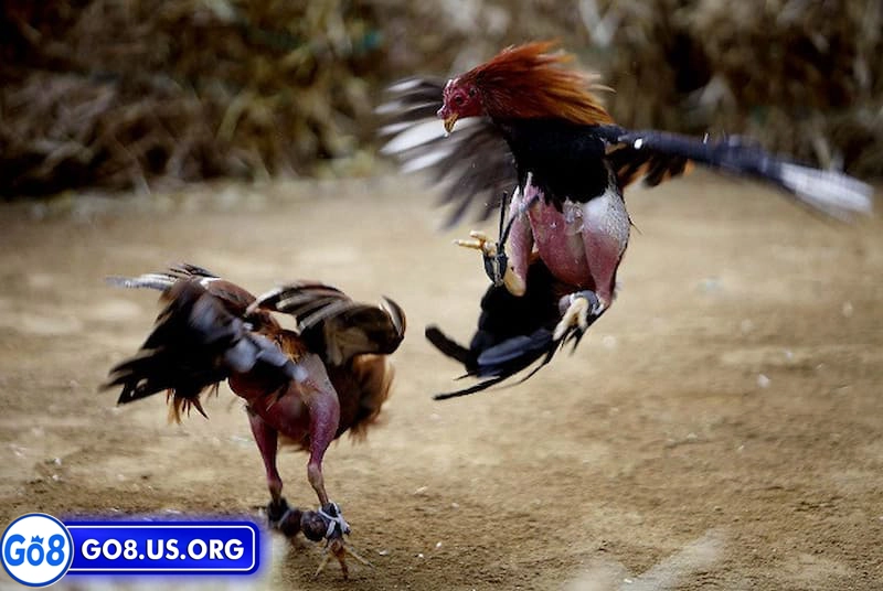 Mẹo đặt cược đá gà Philippines hiệu quả